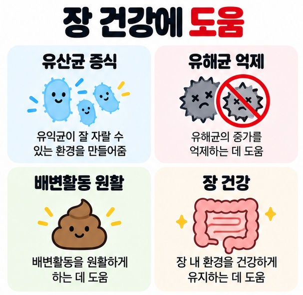 유익균 증식, 유해균 억제, 배변활동 원활, 장 건강 도움을 네 가지 핵심 효능으로 보여주는 카드