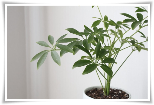 &quot;홍콩야자 키우기&quot; 실내 정원 가꾸기에 매력적인 식물!