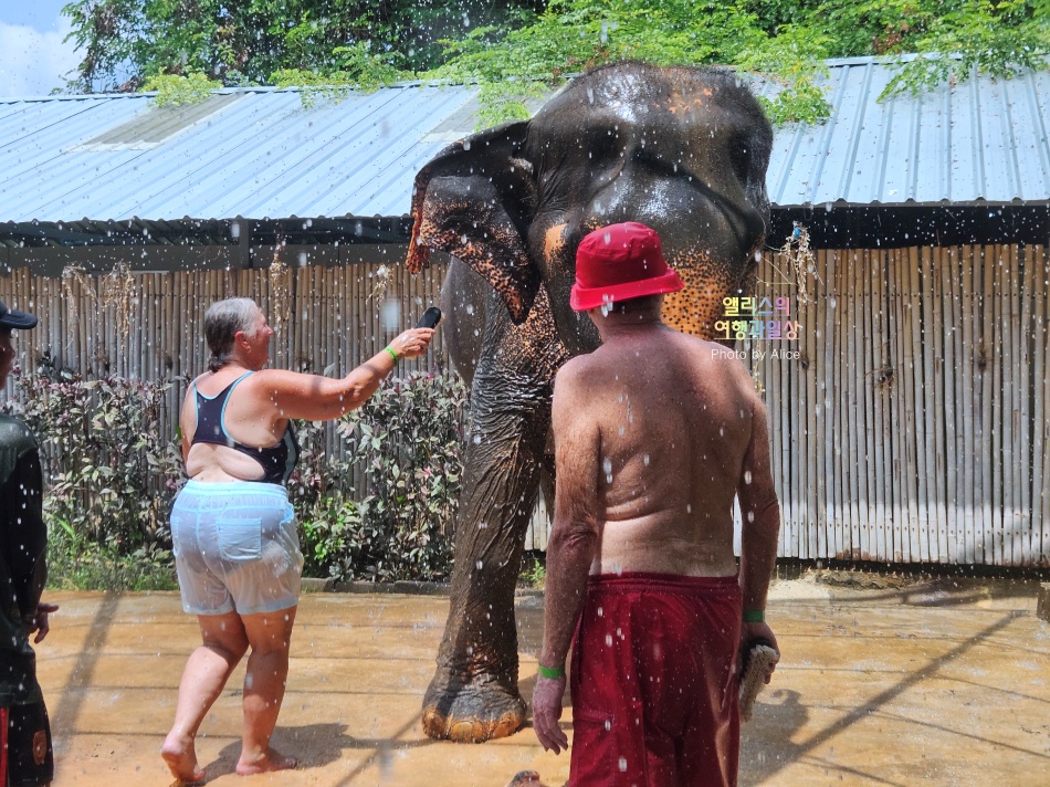 푸켓 가볼만한곳, 엘리펀트 정글 생츄어리 코끼리 샤워시키기 밥주기 후기