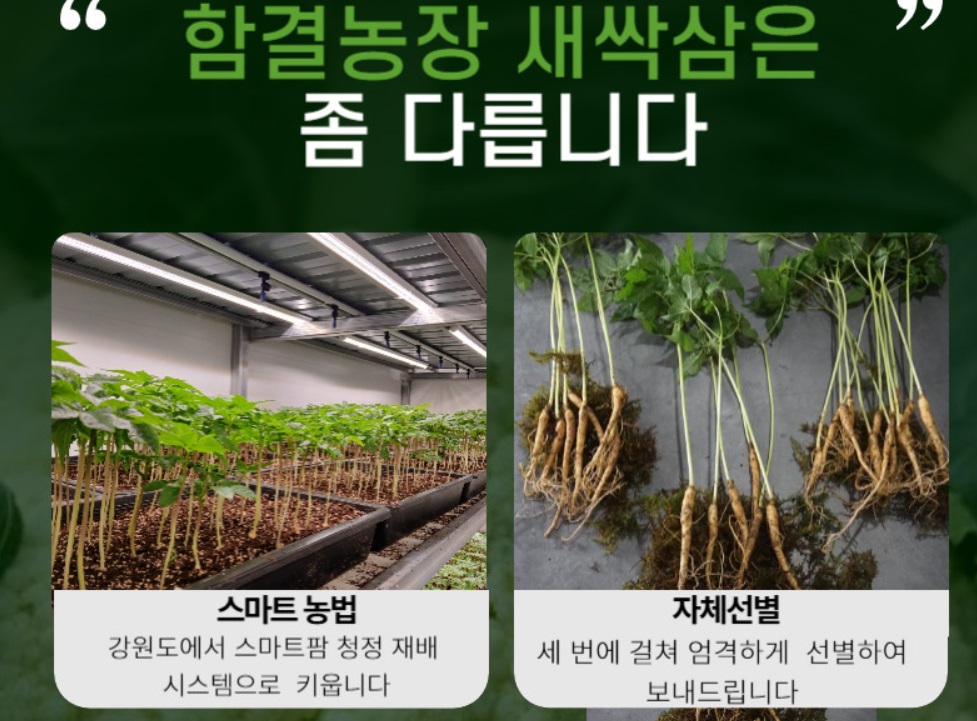 6시내고향-강원-원주-새싹삼-함결농장-함결새싹삼농장-강원도-스마트팜