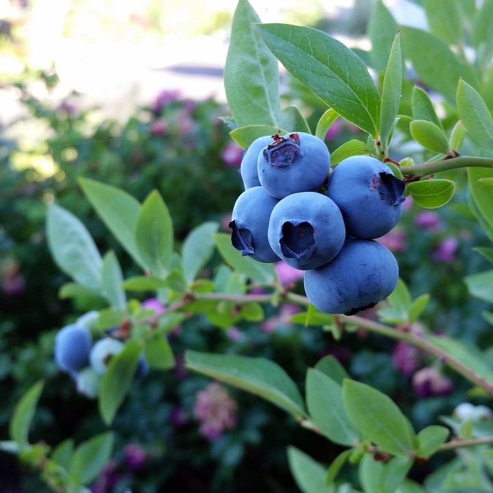 프테로스틸벤(Pterostilbene)이 함유되어 있는 블루베리 사진