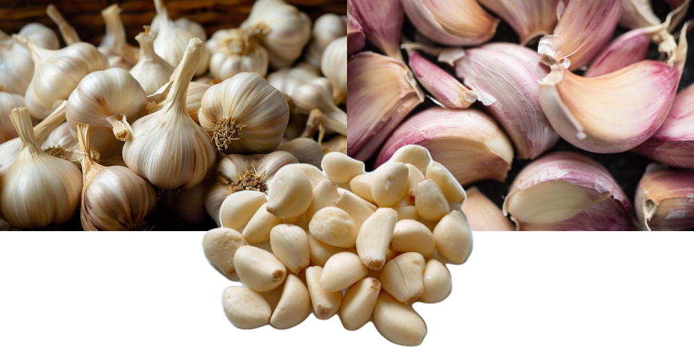 마늘 이미지