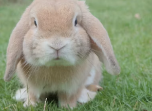 2025년 삼재띠 삼재