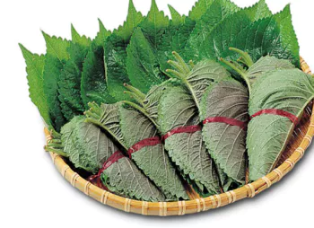 깻잎-사진4