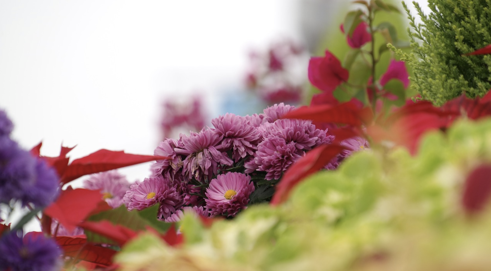 피나클랜드 불꽃축제