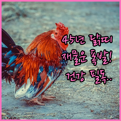 2026년 1945년생 닭띠 건강운 ..