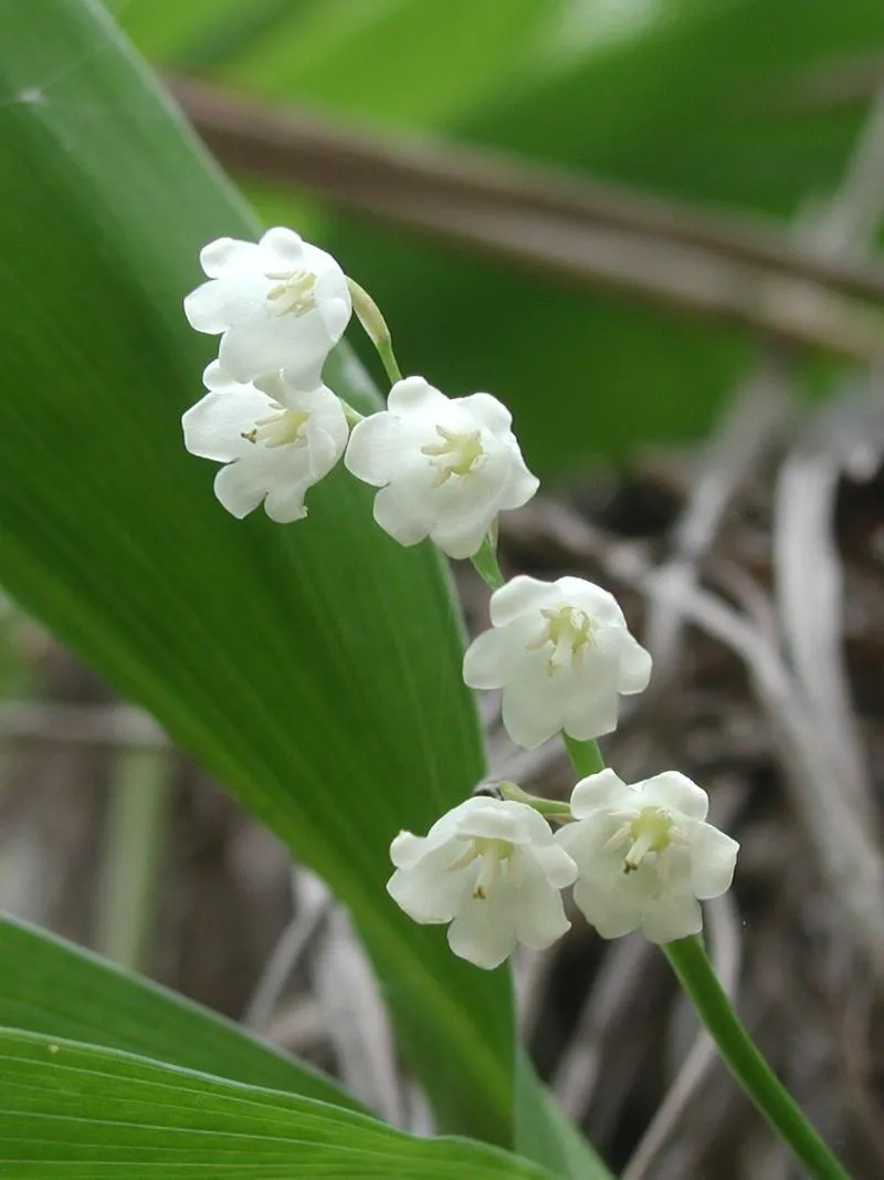 은방울꽃 꽃말 봄 꽃 꽃말 모음_5