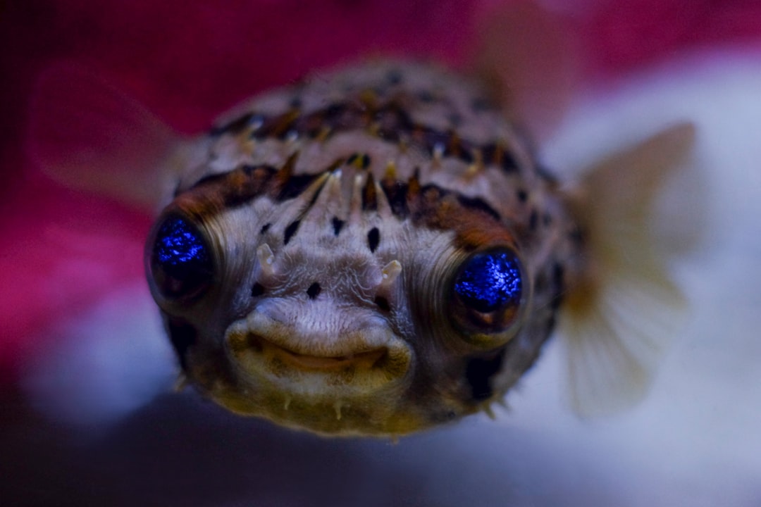 Puffer.