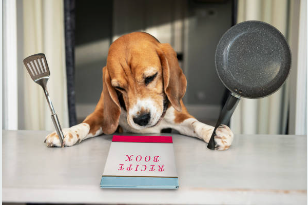 강아지 식단일지