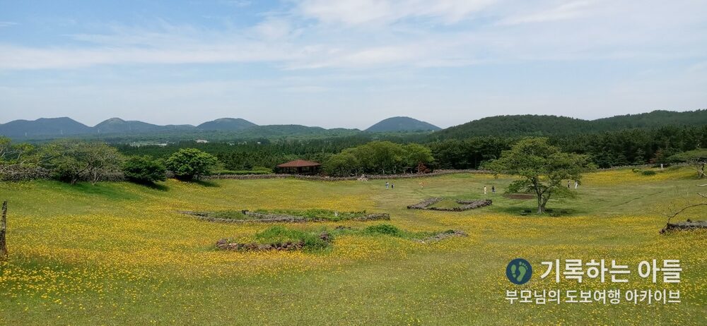 산굼부리 노란 금계국 꽃밭 전경