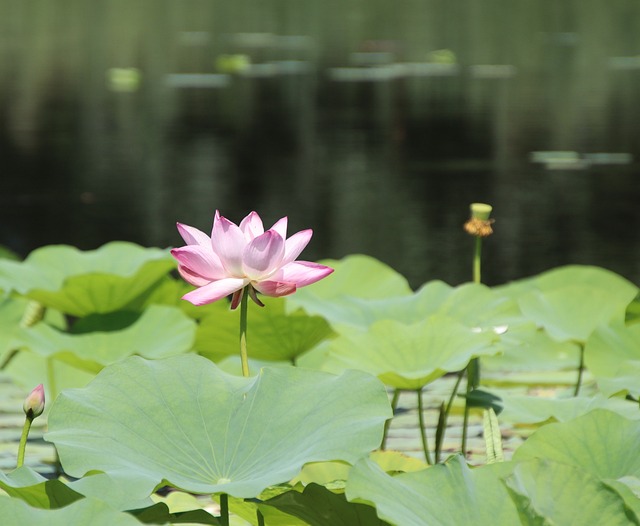 세미원 연꽃문화제 개화시기