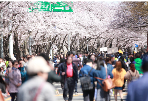 여의도 봄꽃축제