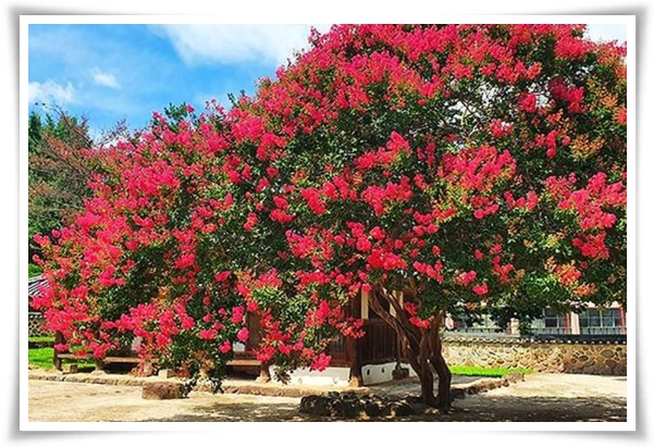화초 "배롱나무" 한여름 100일 동안 피어나는 정원의 보석!