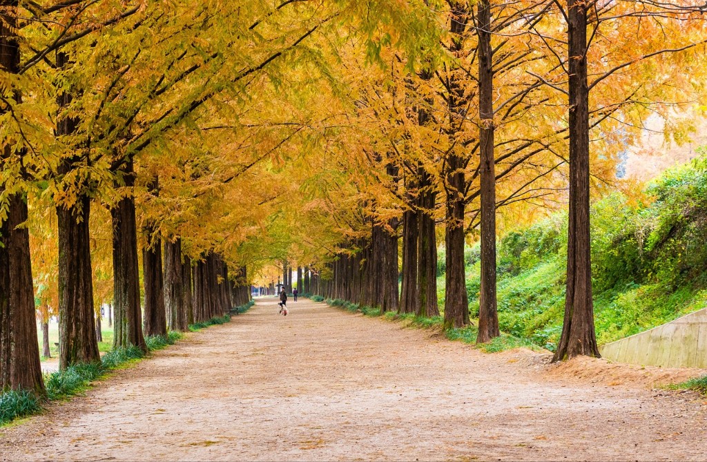 담양-메타세콰이어길