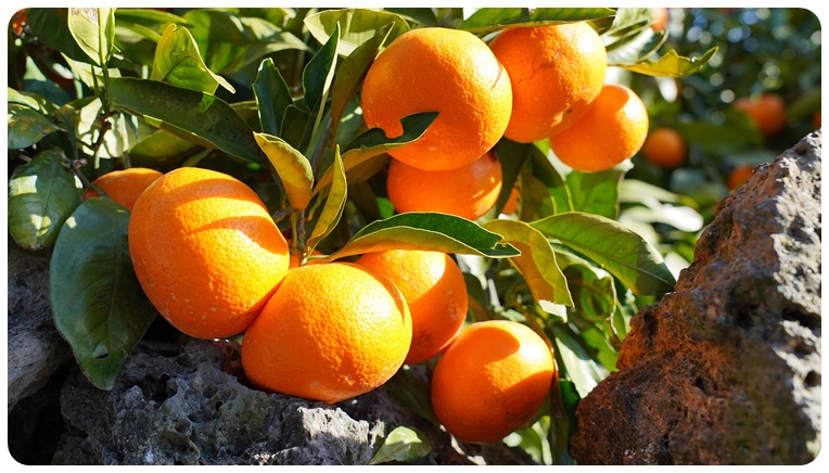 비타민C 효능, 추가 건강 포인트