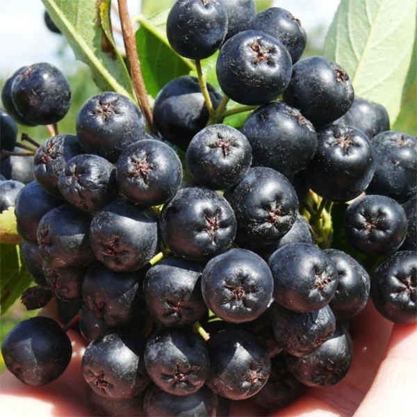 아로니아 먹는방법