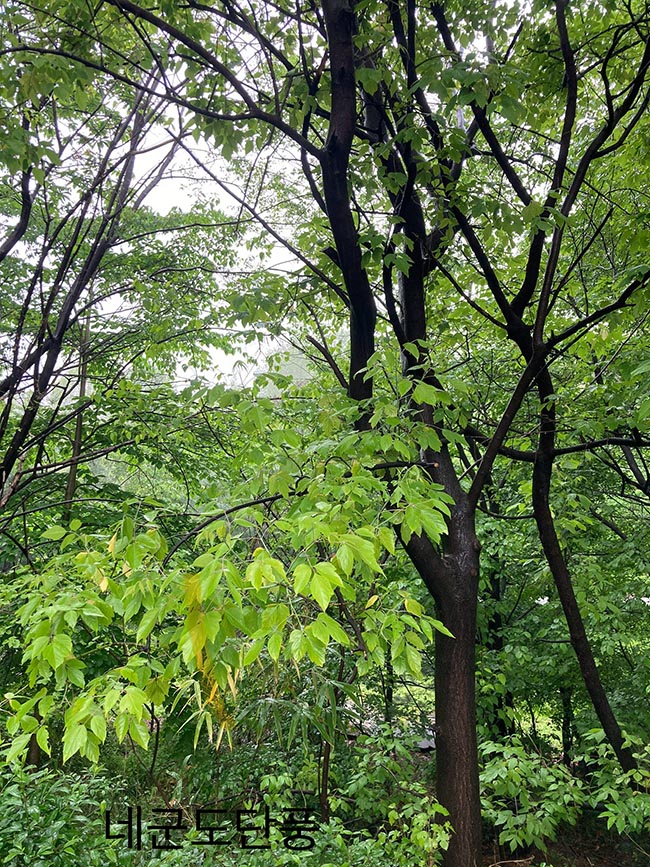 네군도단풍