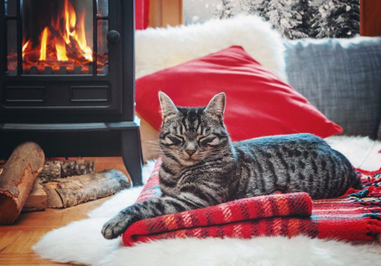 편히 쉬는 고양이.