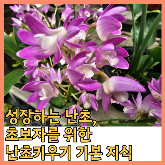 성장하는 난초, 초보자를 위한 난초키우기 기본 지식