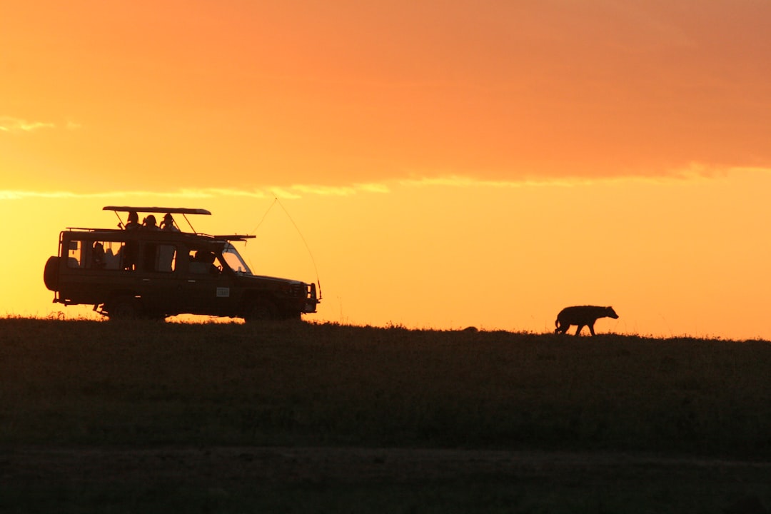 Safari