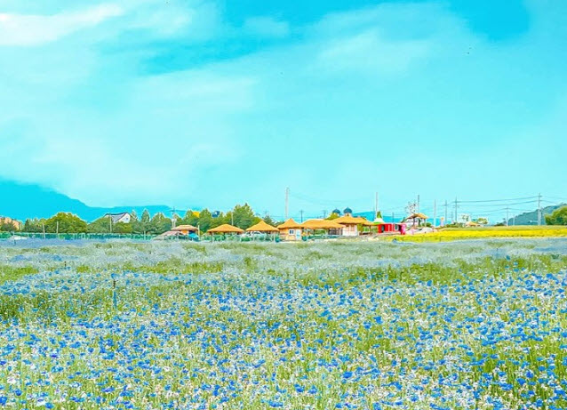 고석정 꽃밭 축제