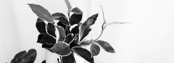 호야 키우기: 번식