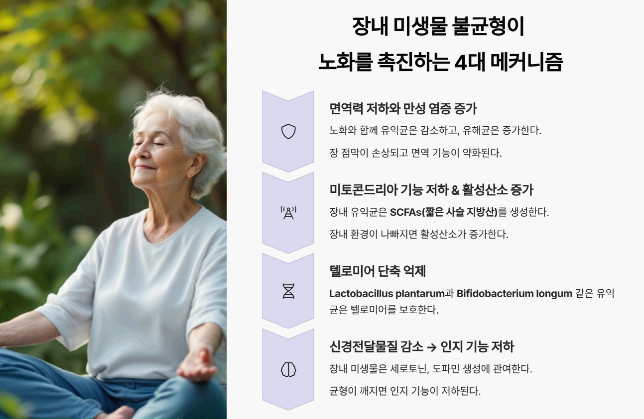 면역, 미토콘드리아, 텔로미어, 뇌기능과 장내미생물 관계를 도식화한 인포그래픽