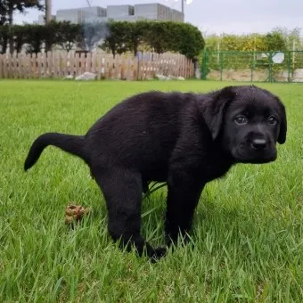 래브라도 리트리버 분양 가격 성격 장단점_16