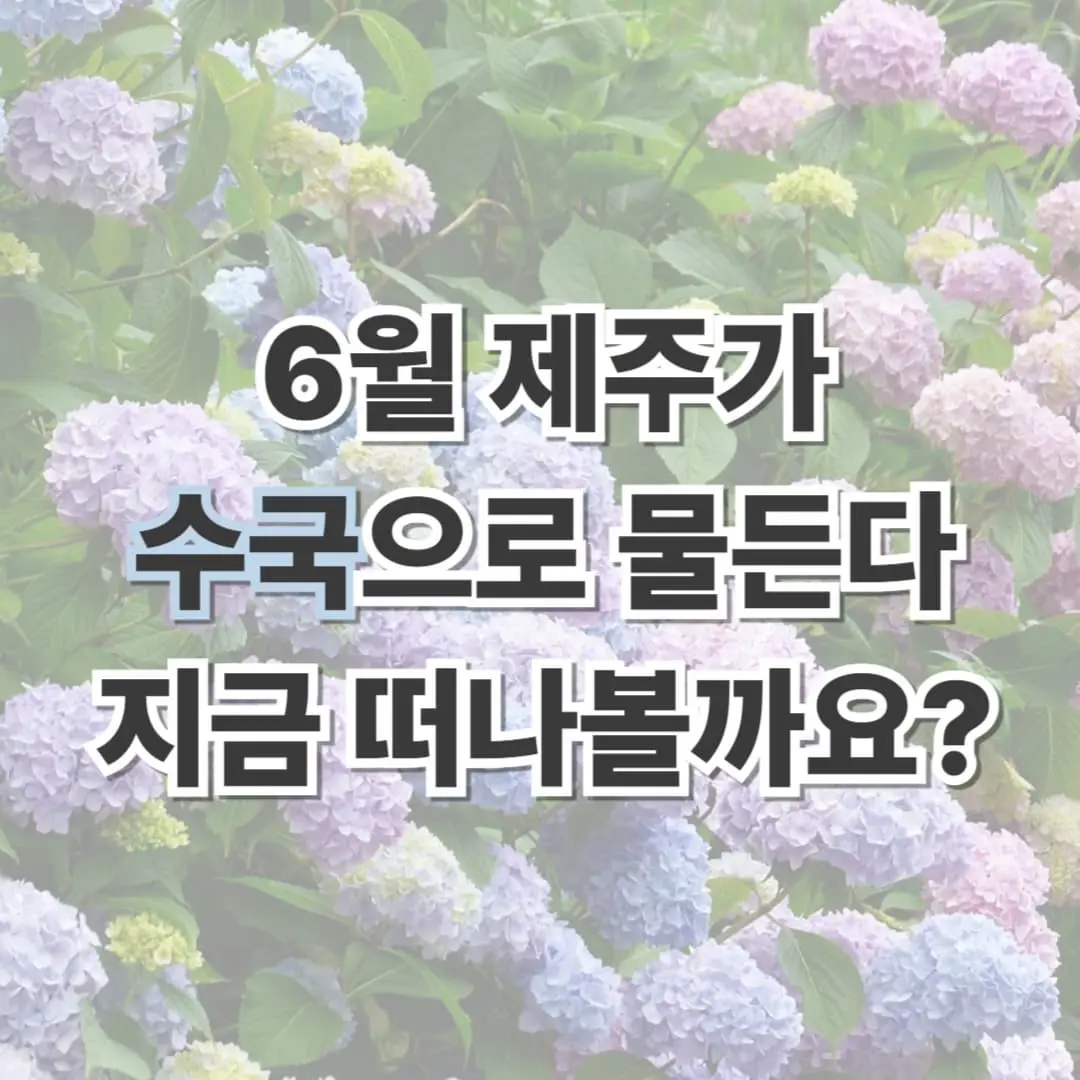 제주 수국 명소 추천 TOP5