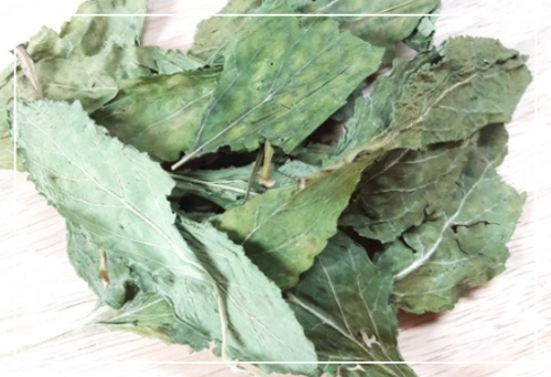 곰보배추 재배와 보관법