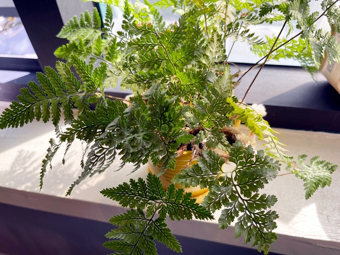 양치식물-넉줄고사리