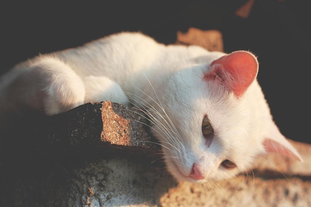 고양이 심장 건강을 위한 자연식 영양 조합