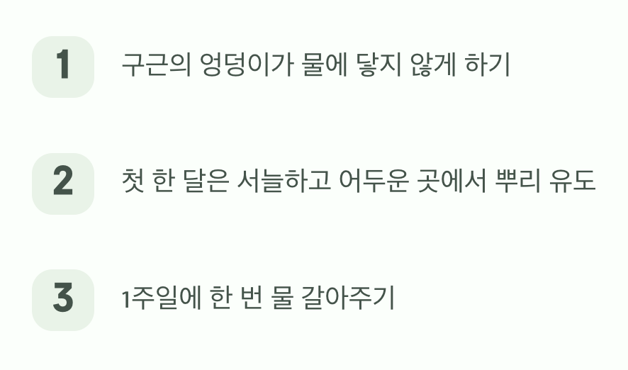 유리병 속의 작은 봄&amp;#44; 수경재배 요령