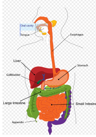 인체장기의 단면 이미지