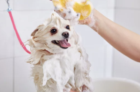 포메라니안/출처:어도비스톡