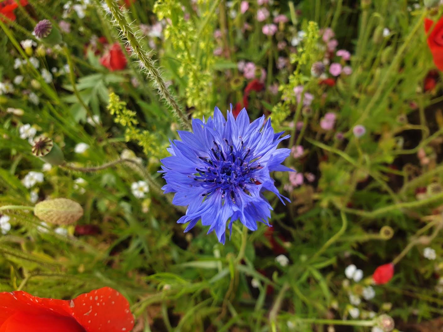 태화강 국가정원