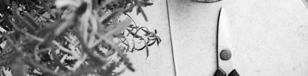 라벤더 가지치기