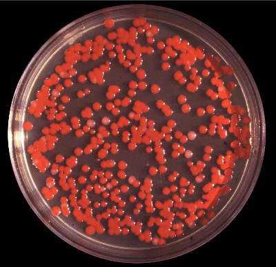 세라티아 마르세센스균
