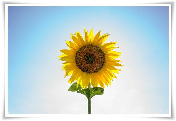 여름의 상징 희망과 사랑의 꽃 "해바라기"