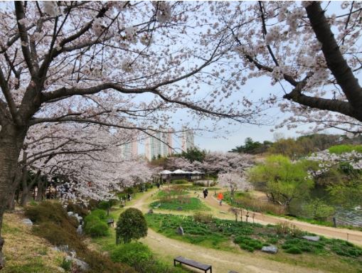 울산 벚꽃
