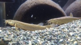 미꾸라지 꿈해몽