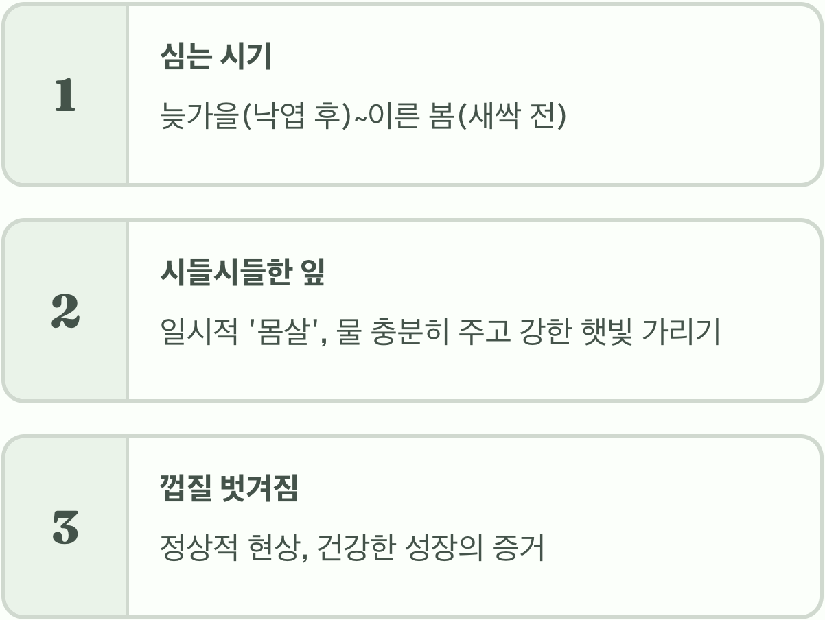 실패 없는 배롱나무 묘목 고르는 법, 이것만은 꼭 확인하세요!