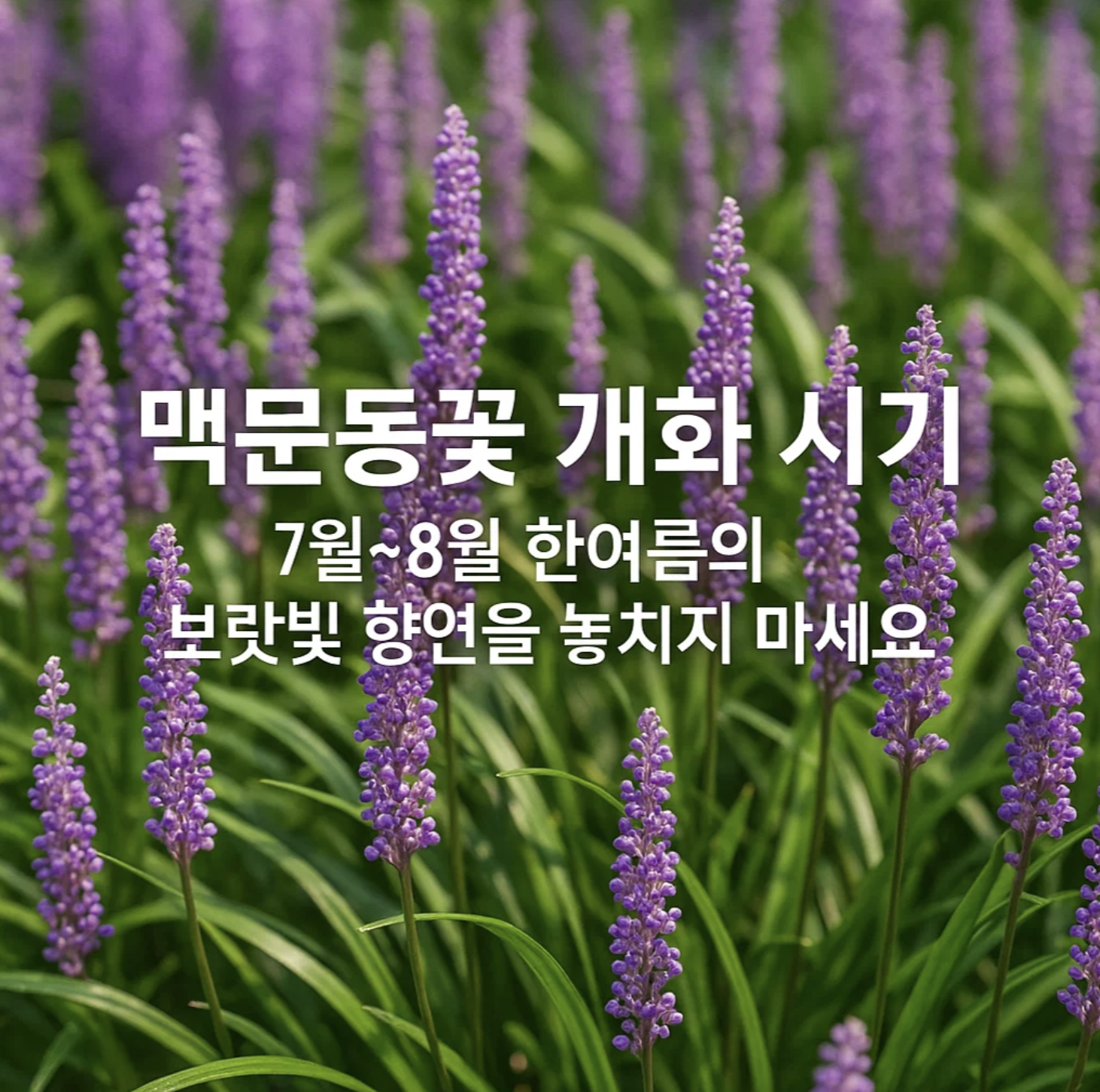 맥문동꽃 개화 시기, 7월~8월 한여름의 보랏빛 향연을 놓치지 마세요
