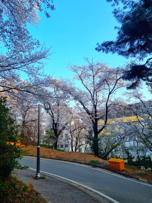 저녁 하늘과 어우러진 북일고 벚꽃 나무 풍경