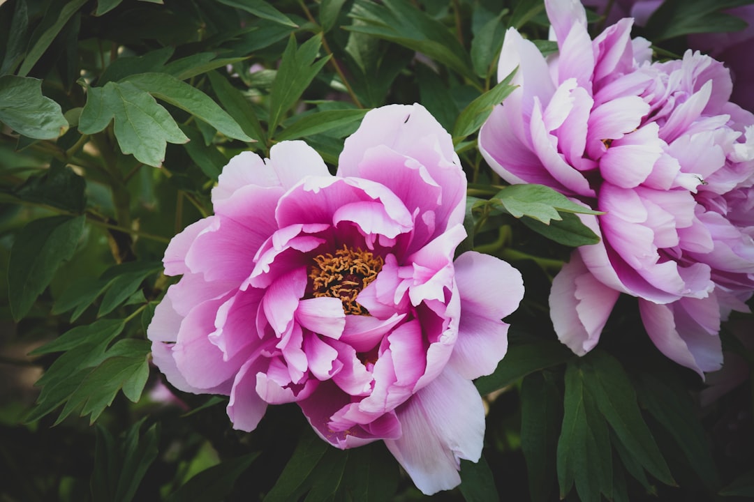 Peony