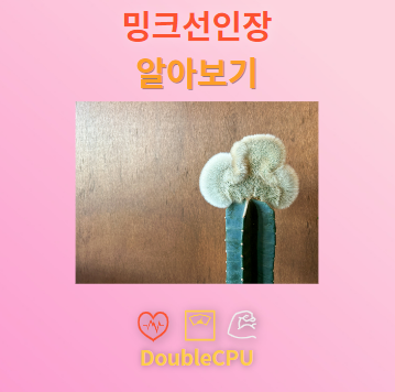 밍크선인장 꽃말 및 탐구