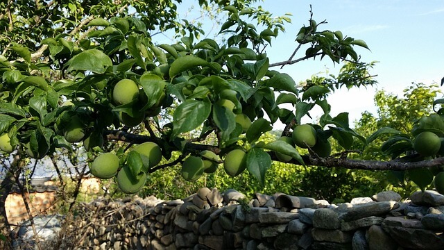 쪼갠매실 황금 레시피