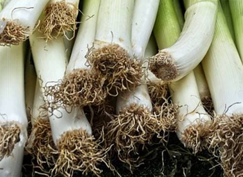 대파뿌리 차로 먹는법과 음식 활용법
