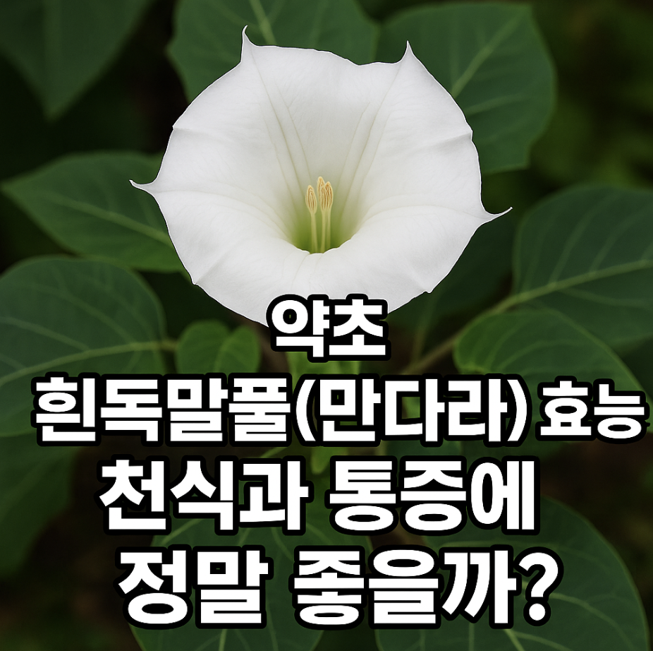 약초 흰독말풀(만다라) 효능, 천식과 통증에 정말 좋을까?