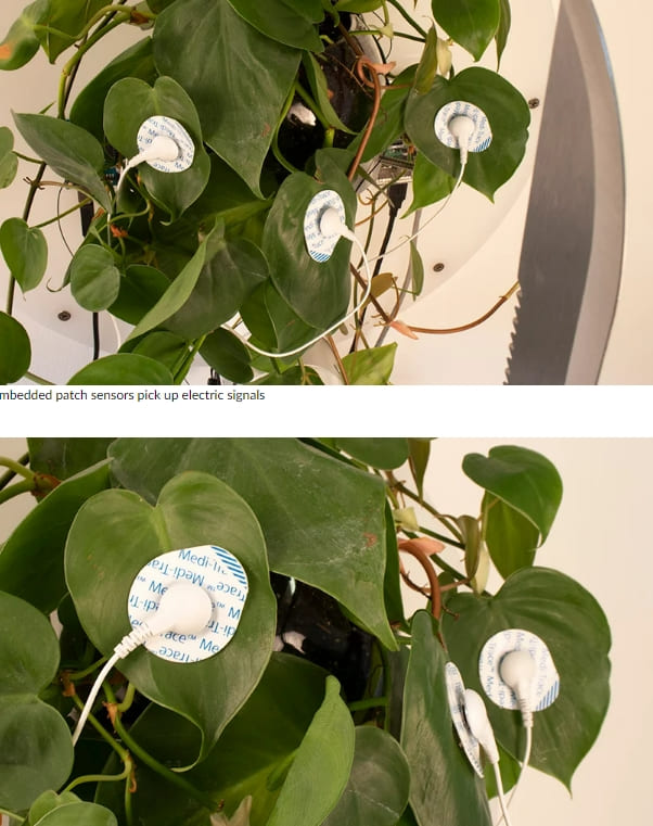 살아있는 식물이 로봇 칼을 움직인다 VIDEO: Living plant controls a machete through an industrial robot arm